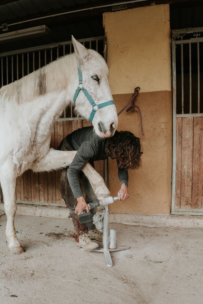 Anonymous farrier measuring horse hoof