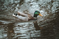 Mallard duck floating in river water