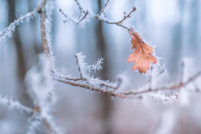 Single autumn leaf on an icy branch