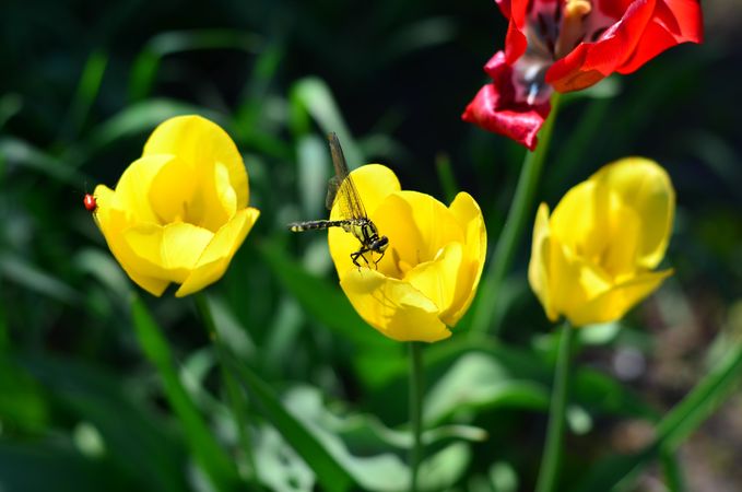 Fly in a yellow tulip