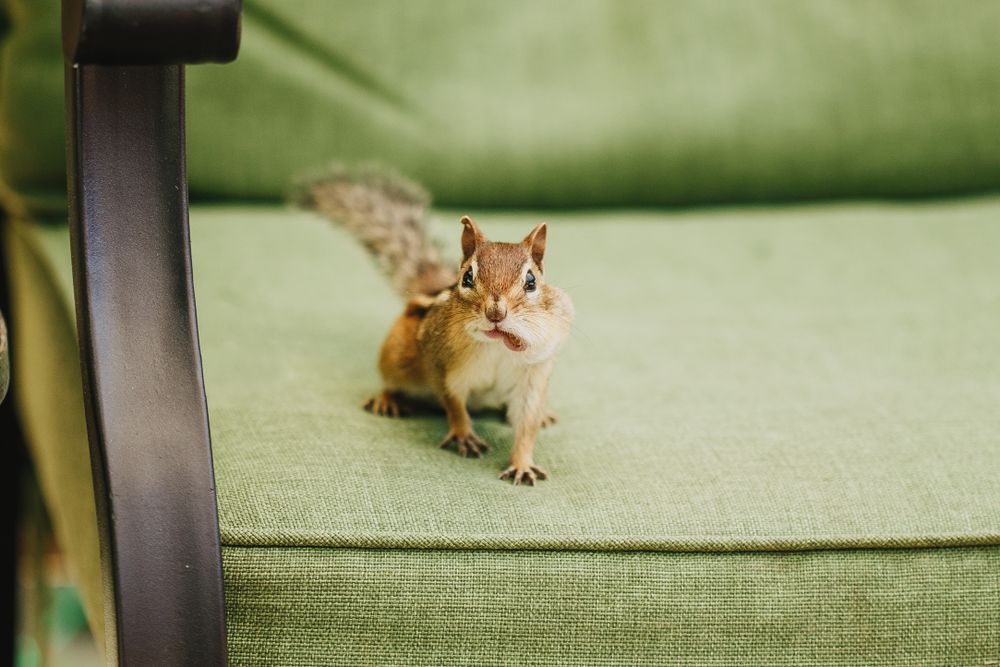 Brown squirrel on a couch