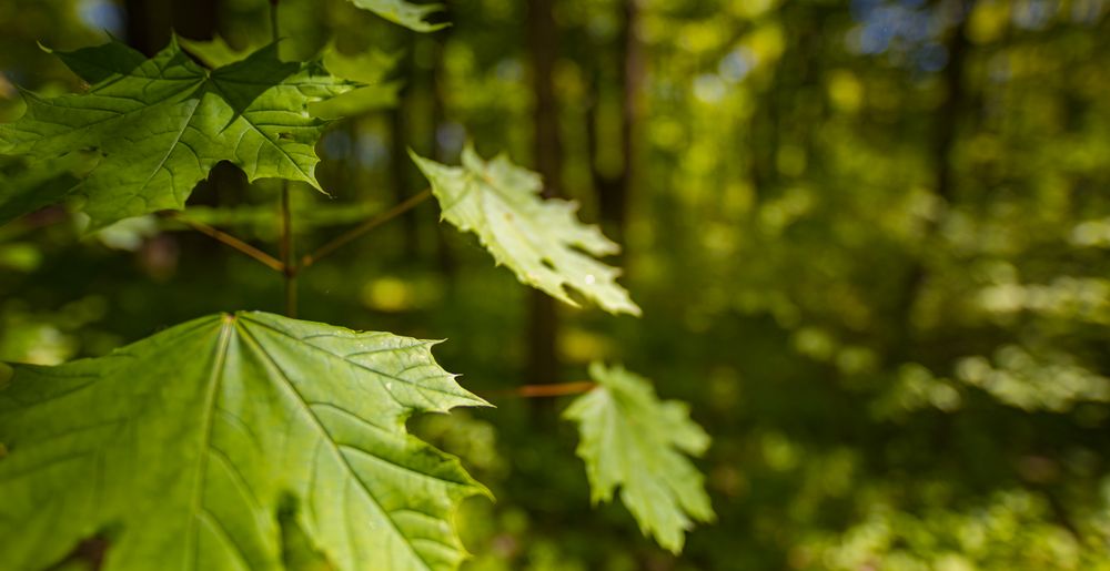 Close up of green leaf on tree, wide