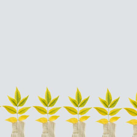 Green yellow autumn leaves pattern on a bright background with copy space