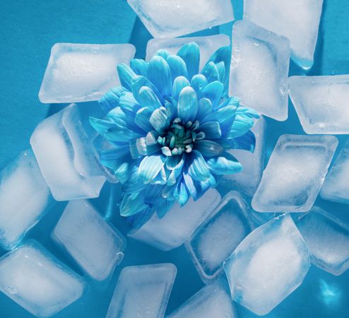 Blue flower surrounded by ice cubes