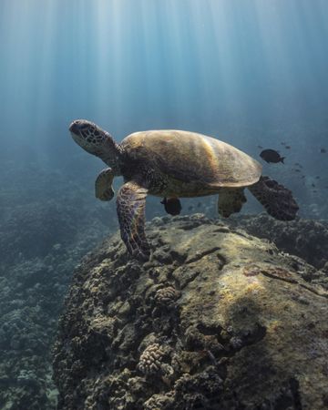 Underwater shot of sea turtle
