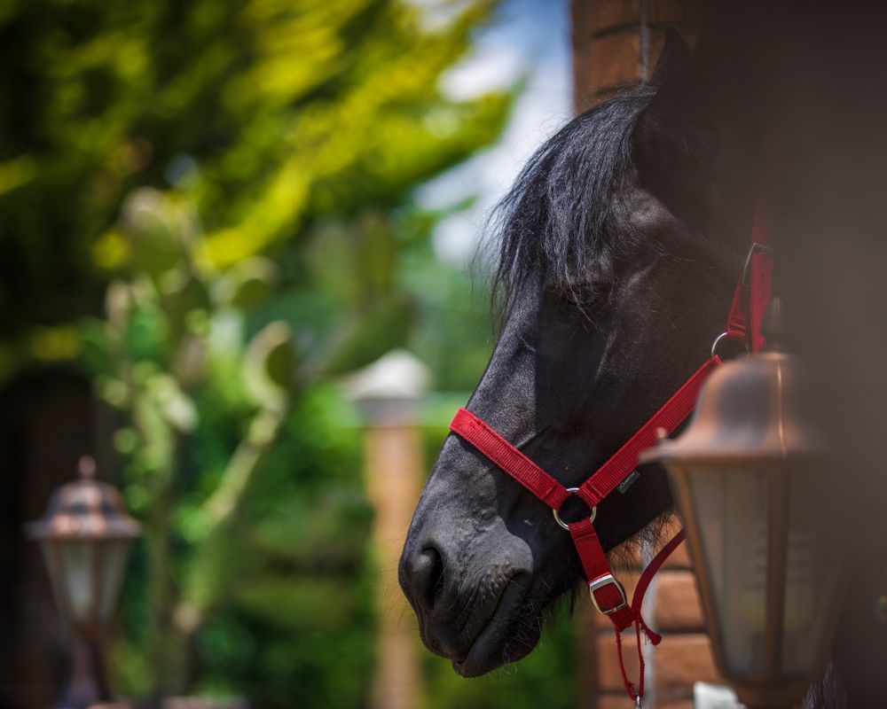 Dark horse with red strap