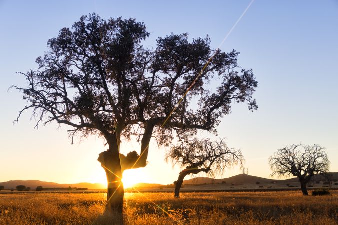 Sun glowing through tree