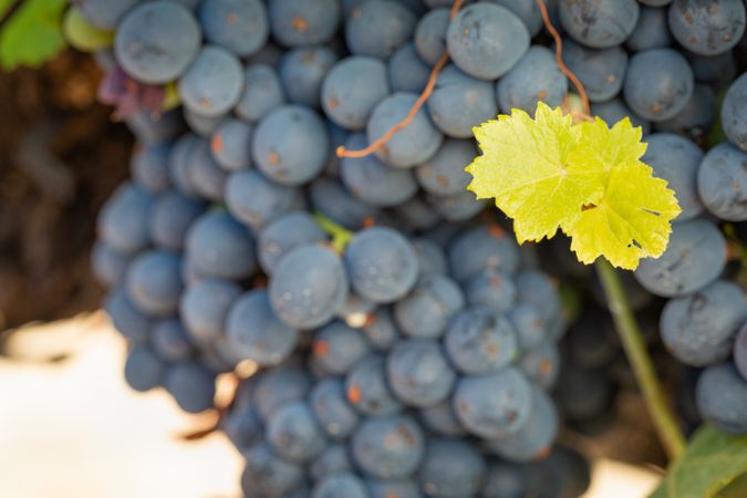 Vineyard with Lush, Ripe Wine Grapes on the Vine Ready for Harvest