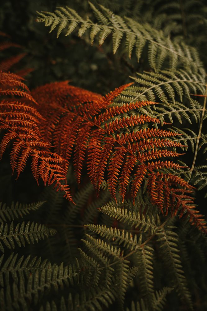 Green and brown fern fronds in autumn garden