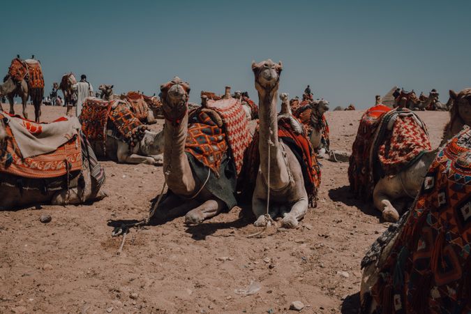 Funny camels in desert