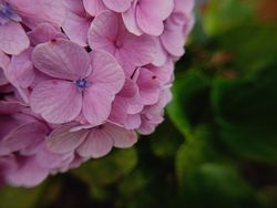 background of blooming purple flowers