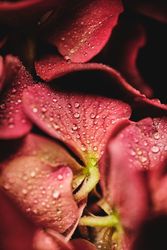 Blossom red flower growing in garden