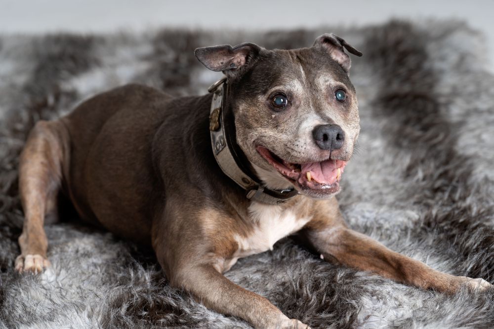 Brown pitbull on grey rug