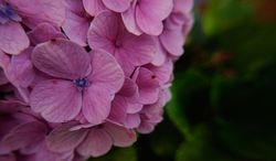 background of blooming purple flowers