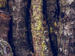 Tree branches for woodworking in nature