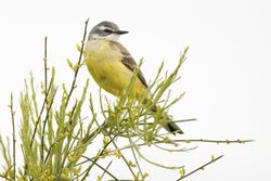 Wild bird on twig between plants