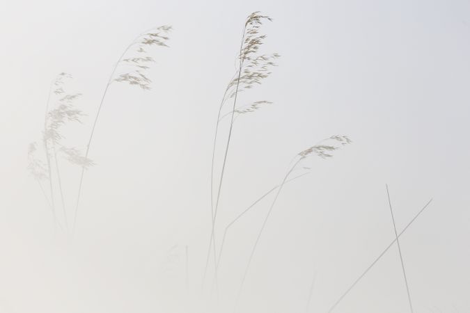 Transparent golden twigs on bright sky