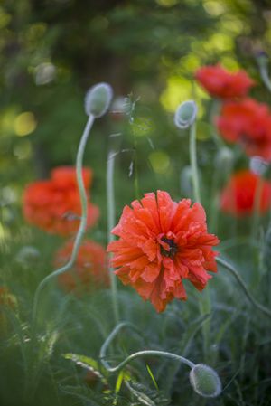 Poppy flower, summer, garden