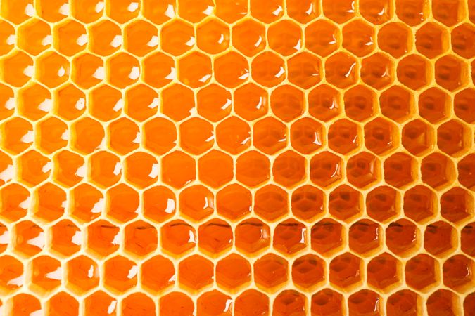 Honeycombs with sweet golden honey on whole background, close up