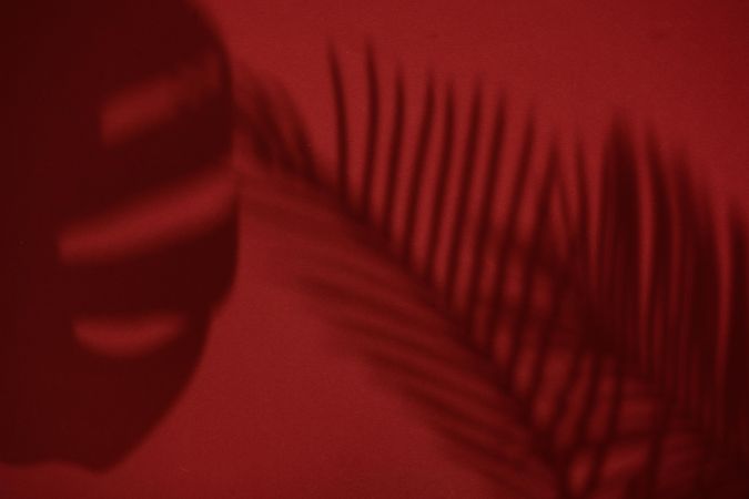 Top view of tropical leaf shadow on red background