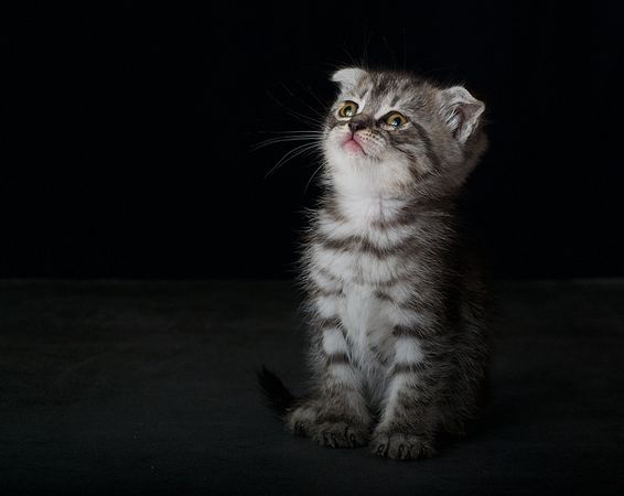 Silver tabby kitten against dark background