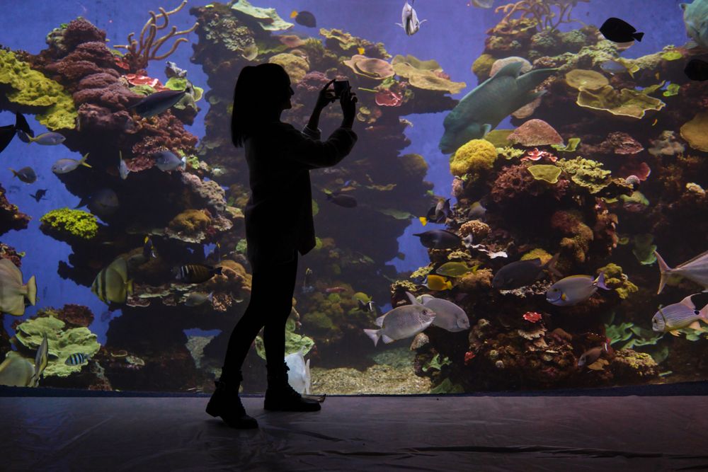 Anonymous woman taking photo of aquarium with fish on smartphone