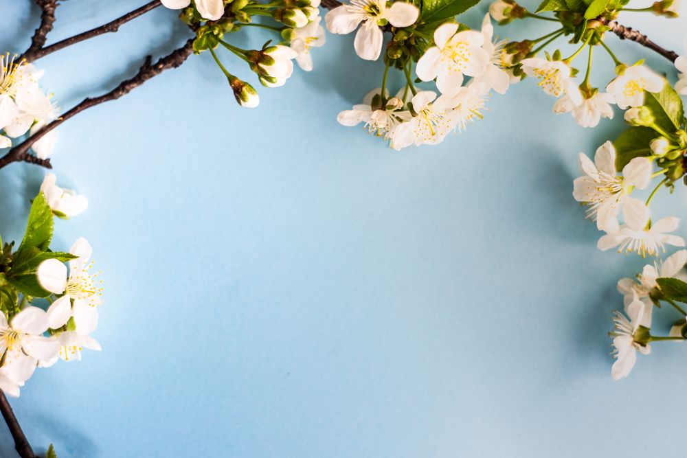 Spring floral frame with cherry blossoms on baby blue background