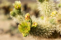 Close up shot of flowering Cholla cactus 5kkJj5