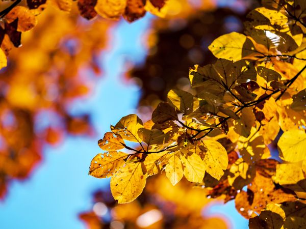 Bright autumn colors in the Vosges mountains. Alsace.