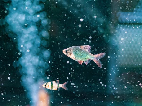 Exotic fish in aquarium