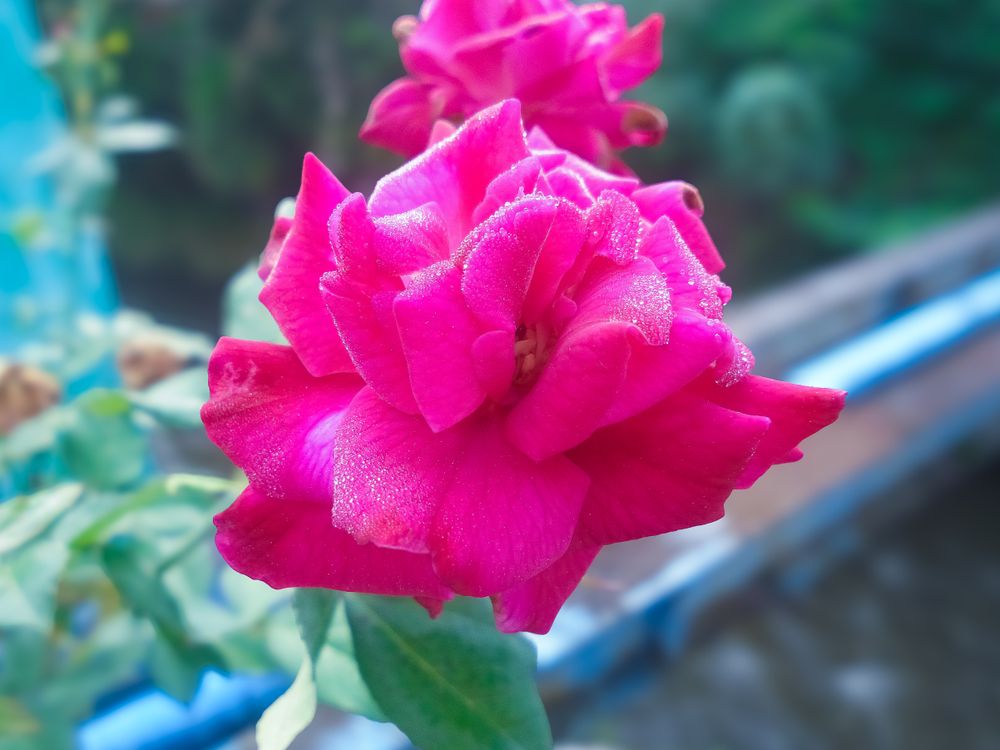 Beautiful blossom pink rose