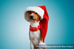Portrait of dog in festive Santa hat and scarf 4Zdl10