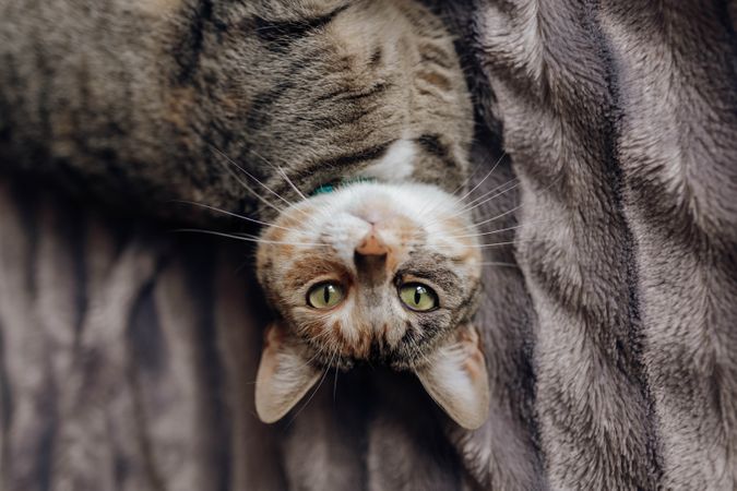 Cat lying on comfortable bed