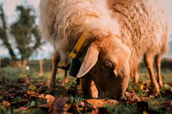 Sheep eating green grass on field