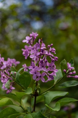 Blooming lilac plant in the garden