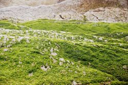 Stony hill covered with moss
