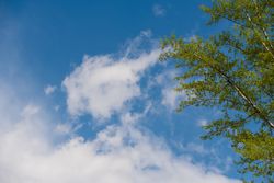Fresh green tree branches against a bright sky with clouds