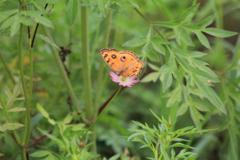 Butterfly And Flower