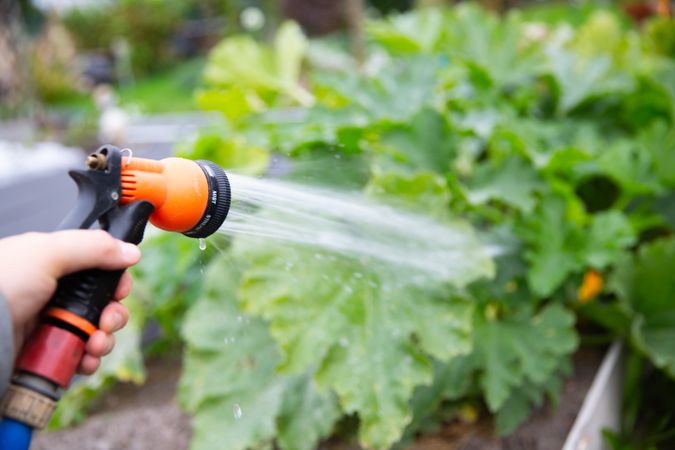 Watering plants with garden hose