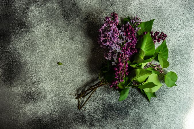 Spring floral card concept with branches of lilacs on concrete background