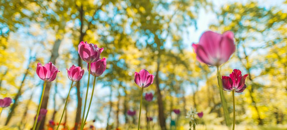 Purple tulips growing in the forest with selective focus, wide