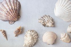 Seashells Flatlay