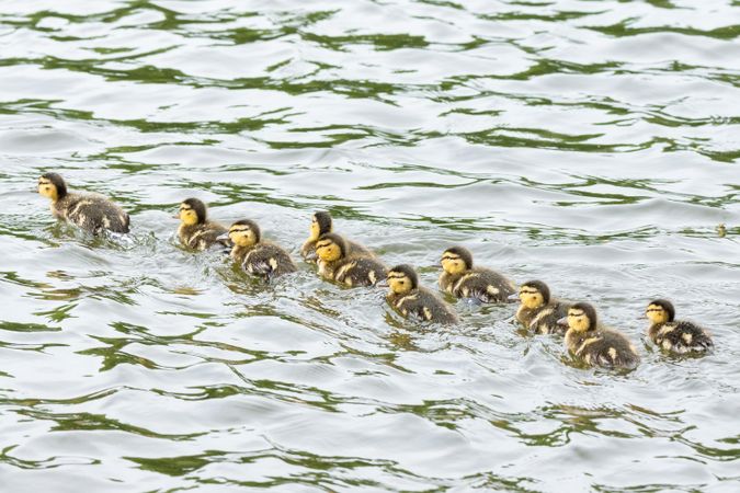 Flock of brown and dark ducklings on water