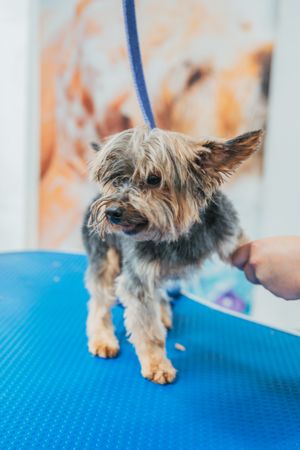 Small dog sitting on table near brush