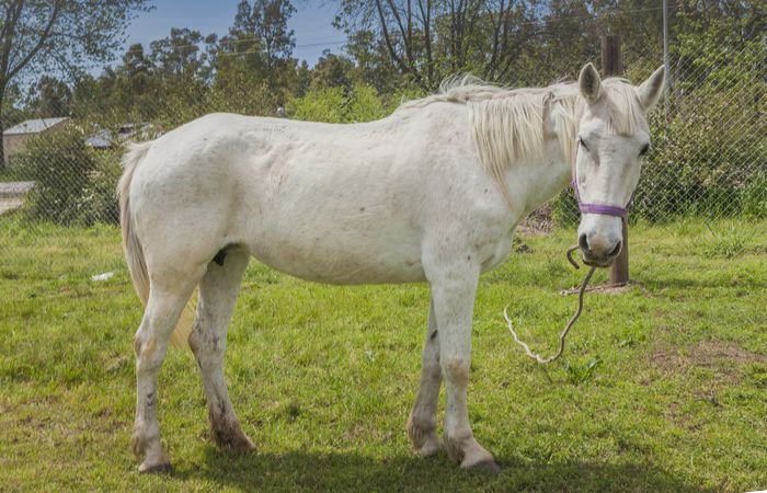 horse on green farm pasture