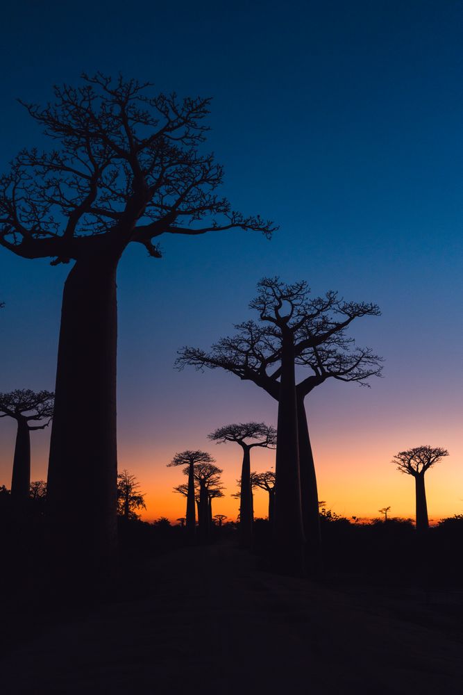Wonderful sunset among giant baobabs