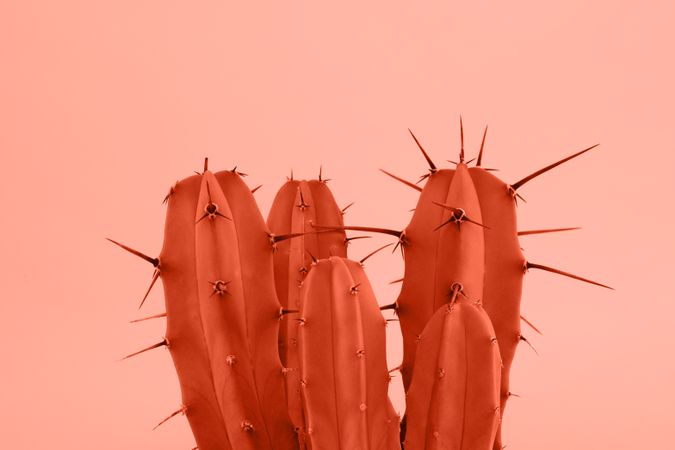 Red Cactus with spikes on a soft pink background