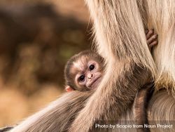 Brown monkey holding offspring 4ZQA15