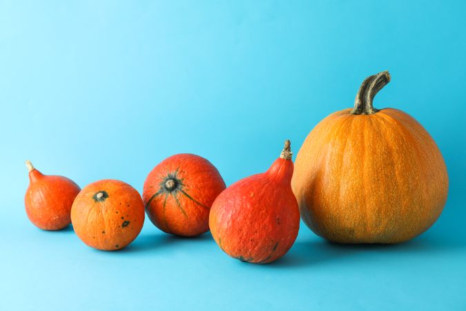 Pumpkins on blue background, space for text