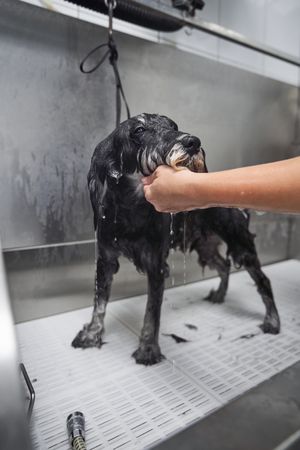 Crop person caressing dog during bathing